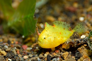 カエルアンコウ幼魚