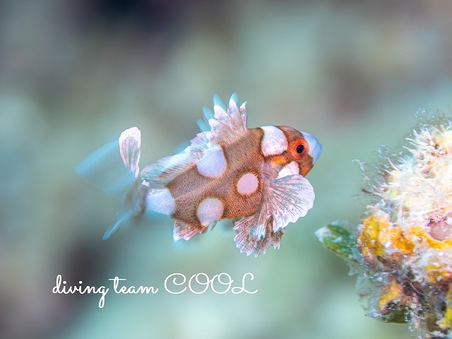 チョウチョウコショウダイの幼魚