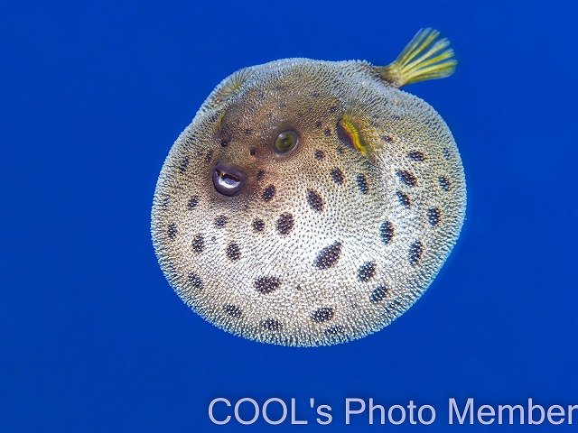 コクテンフグの幼魚