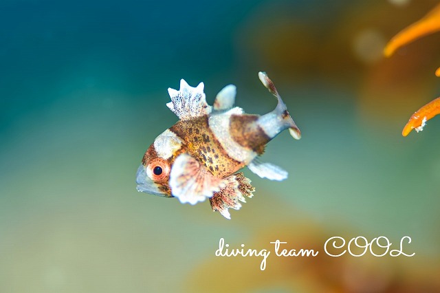 チョウチョウコショウダイ幼魚