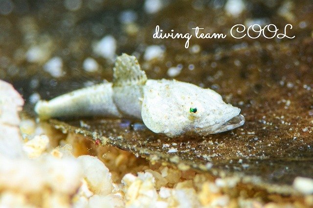 セレベスゴチ幼魚