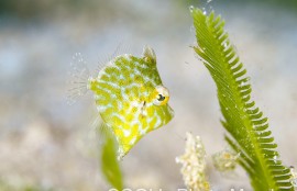 セダカカワハギの幼魚