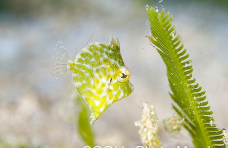 セダカカワハギの幼魚