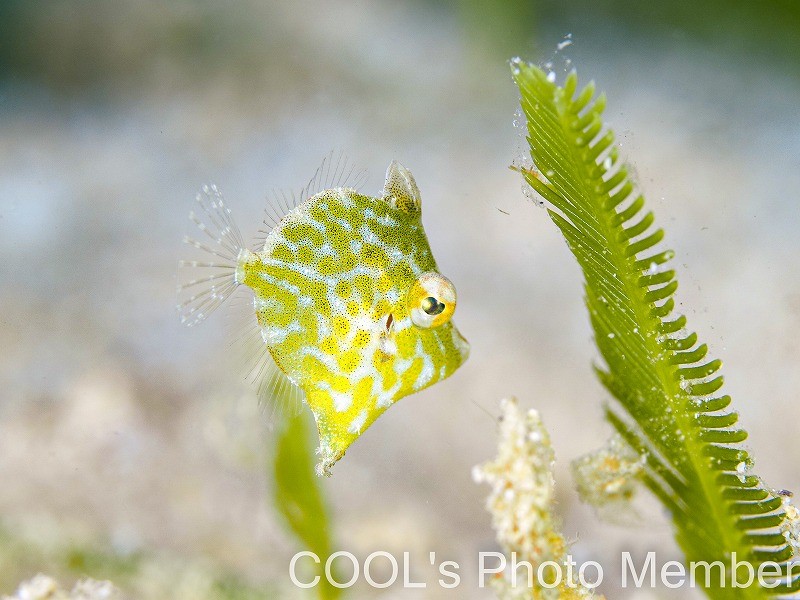 セダカカワハギの幼魚