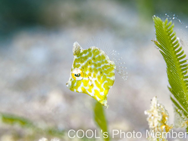 セダカカワハギの幼魚