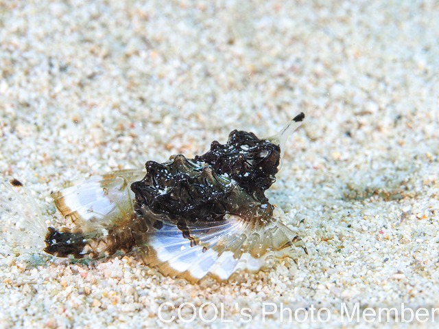 ウミテングの幼魚