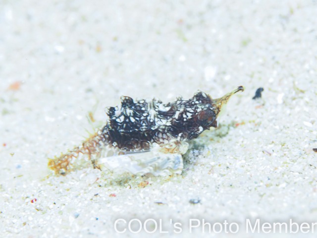 ウミテングの幼魚