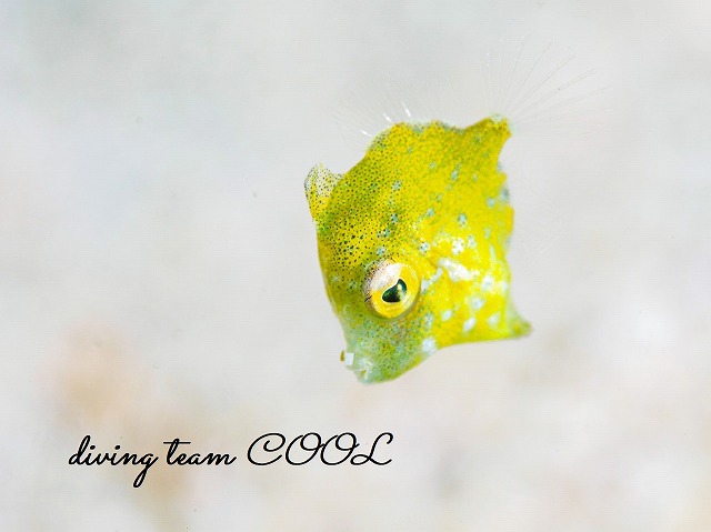 セダカカワハギの幼魚