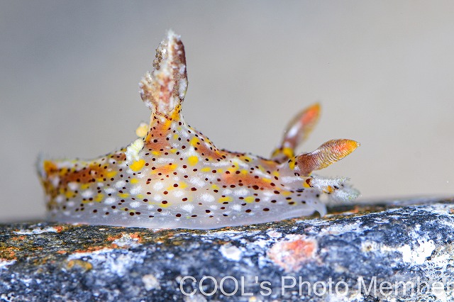 ヒカリウミウシ