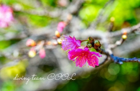 八重桜