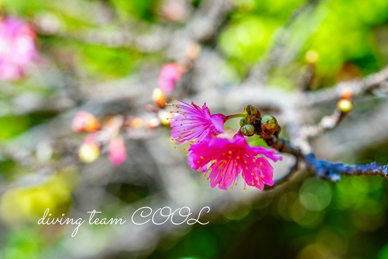 八重桜