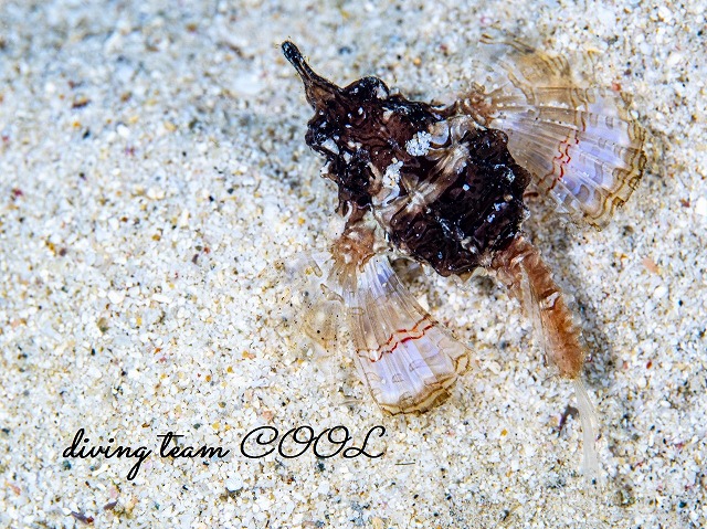 ウミテングの幼魚