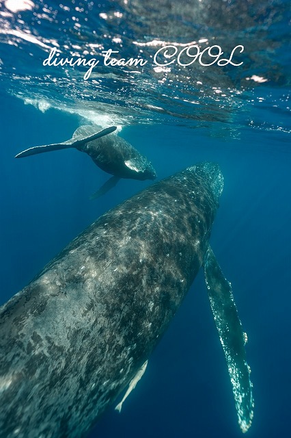 ザトウクジラ